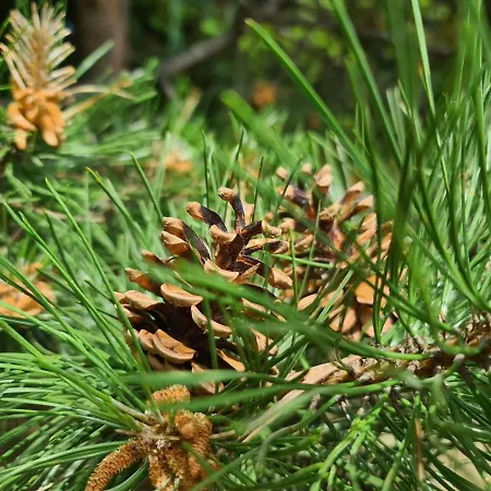 度假居 Planinska Kuca Koreni Jasikovice