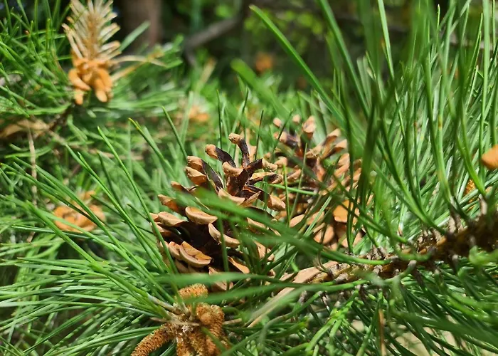 Semesterbostad Planinska Kuca Koreni Jasikovice